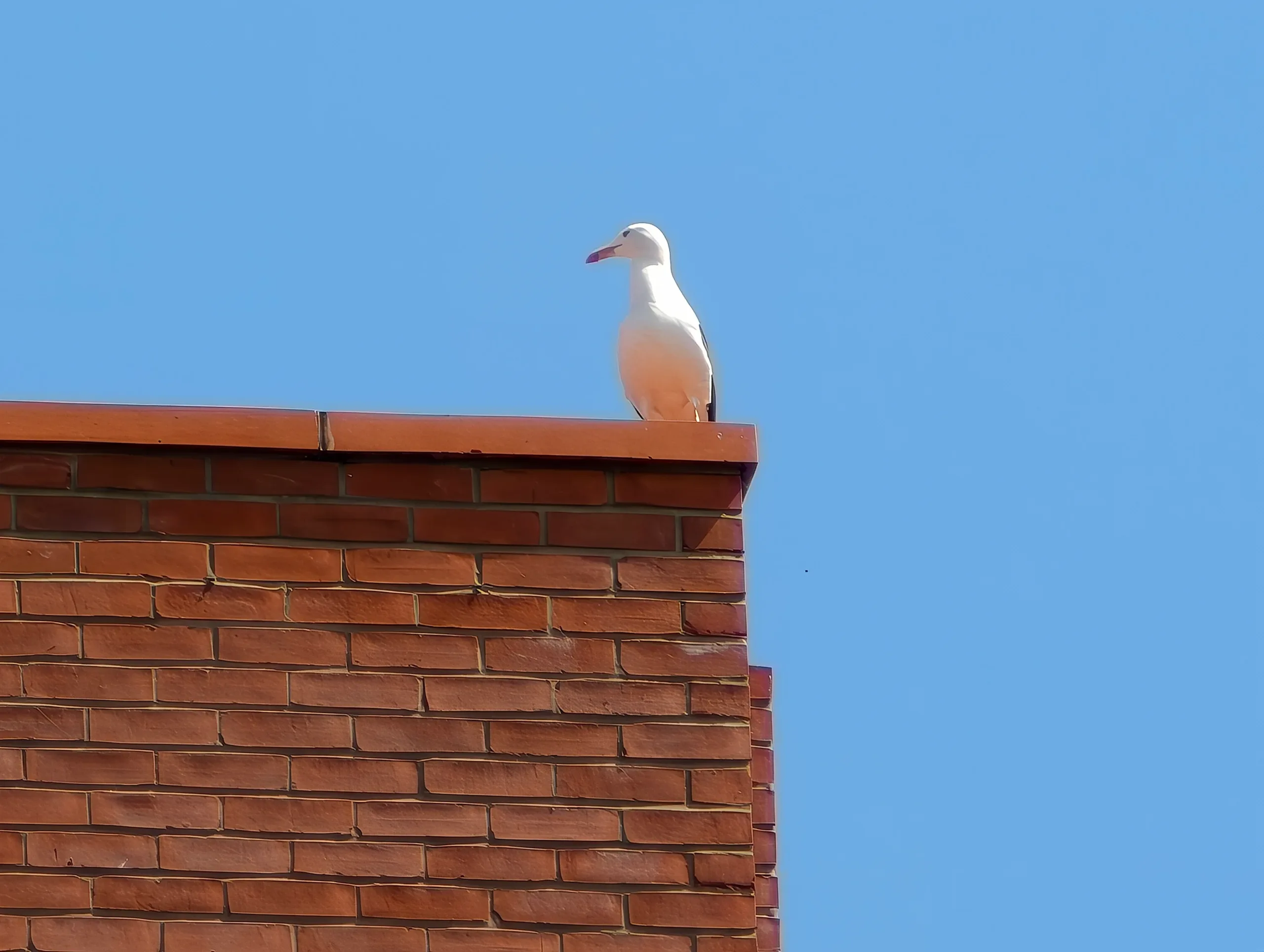 Огляд Vivo X200 Ultra з Photography Kit: смартфон, що замінює дзеркалку