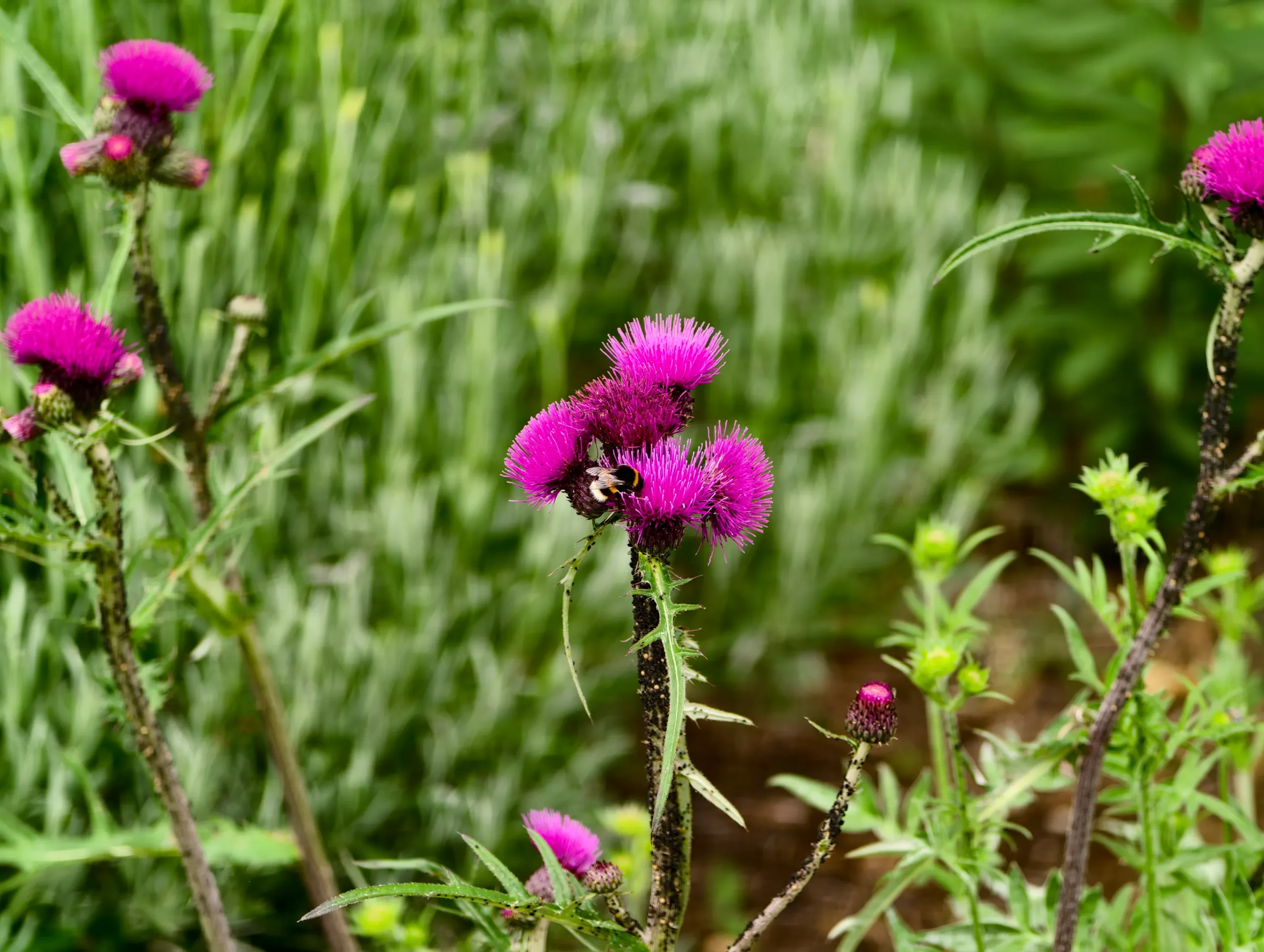 Огляд Vivo X200 Ultra з Photography Kit: смартфон, що замінює дзеркалку