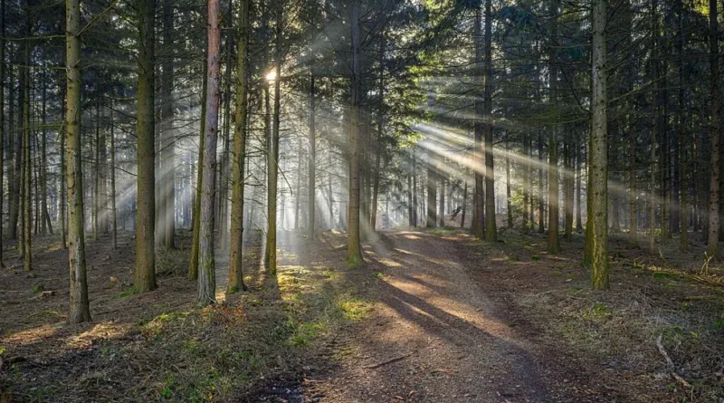 Wikimedia б’є на сполох: ШІ-боти знижують трафік Wikipedia